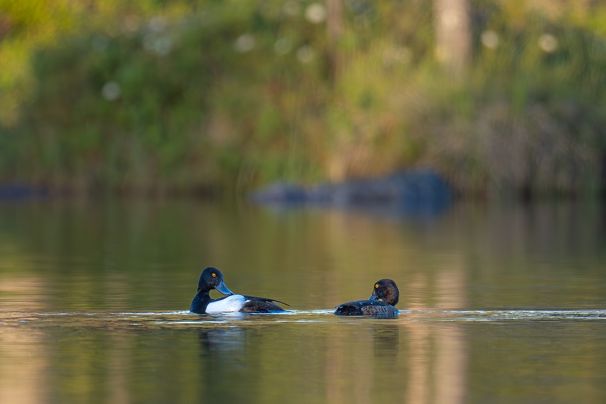 Tufted Duck - ML621057077
