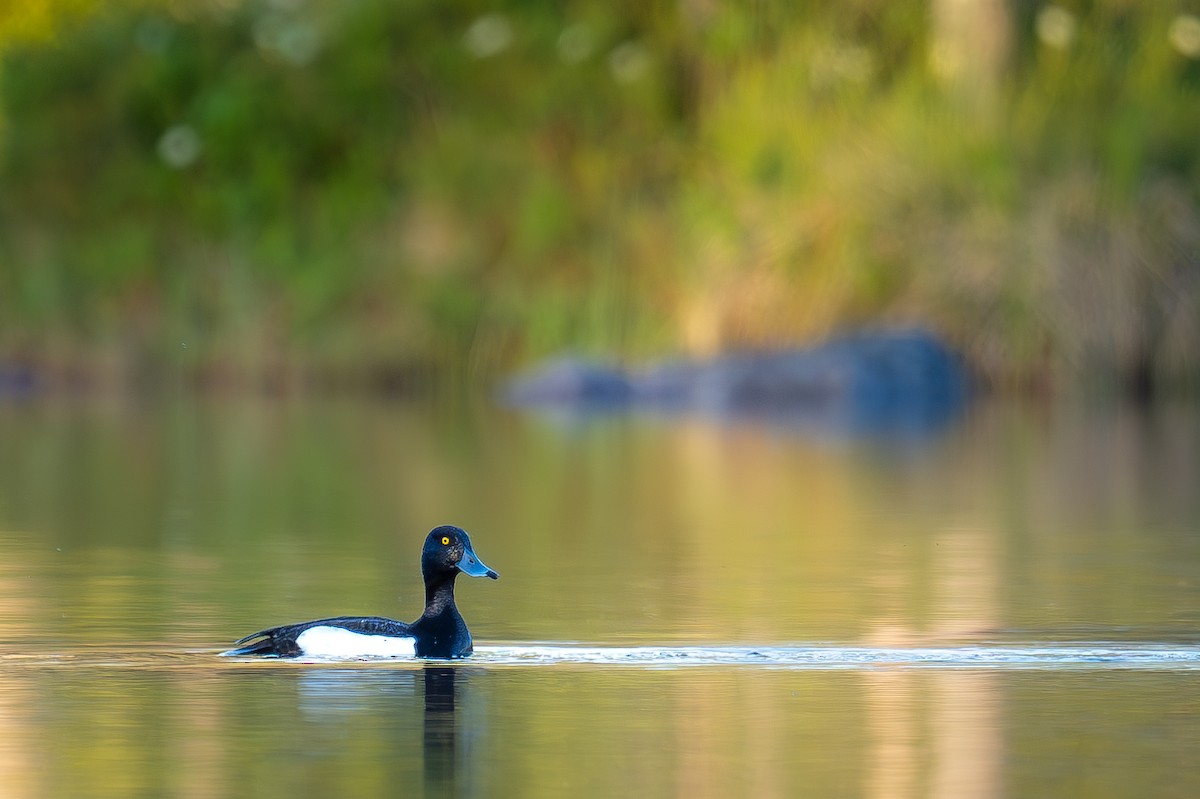 Tufted Duck - ML621057078