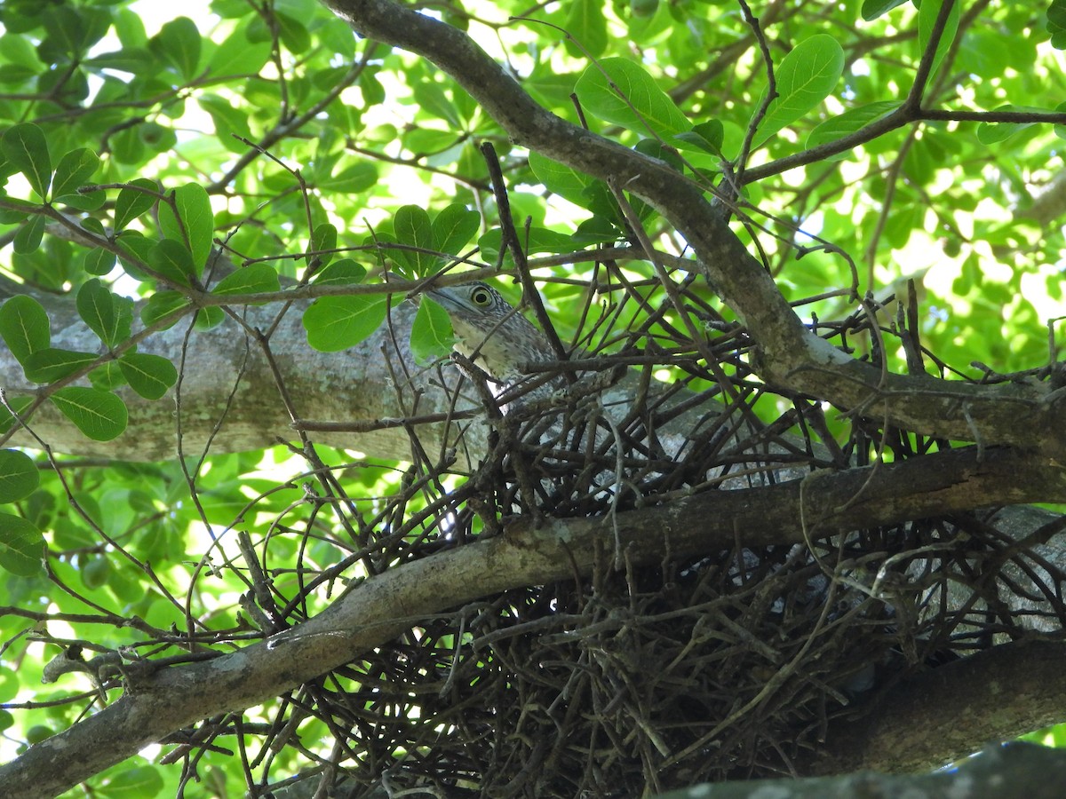 Чернохохлая кваква - ML621057083