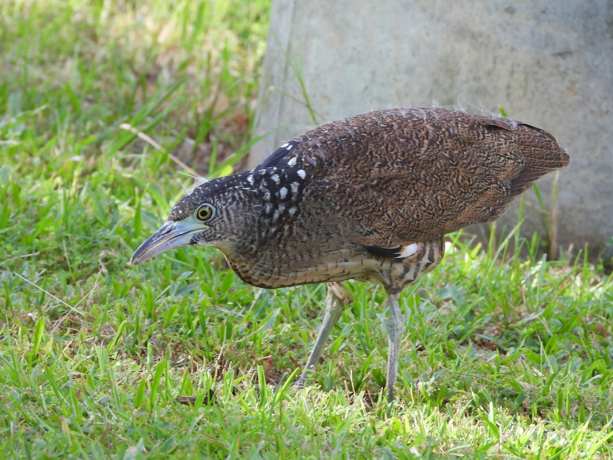 Чернохохлая кваква - ML621057085