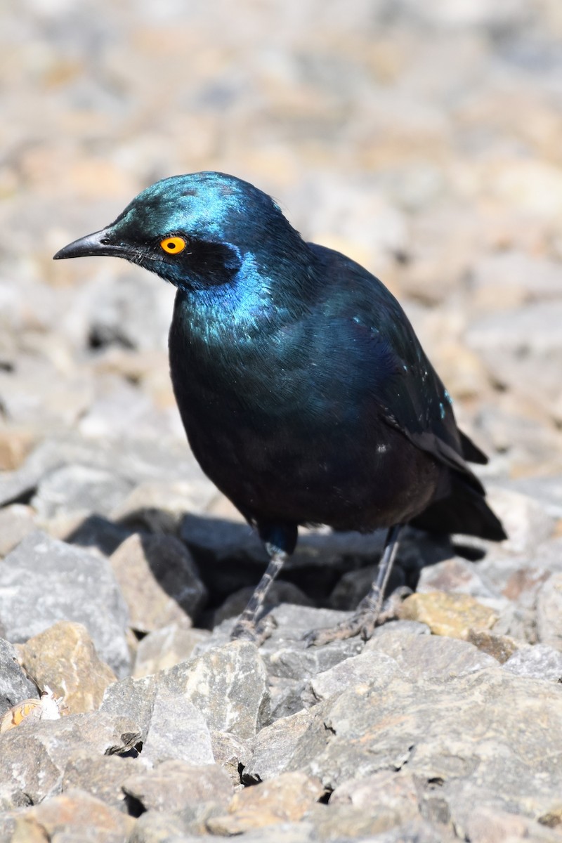 Greater Blue-eared Starling - Philip Bailey