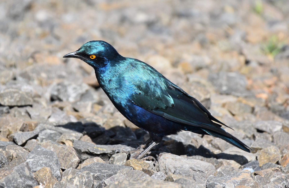 Greater Blue-eared Starling - ML621057087