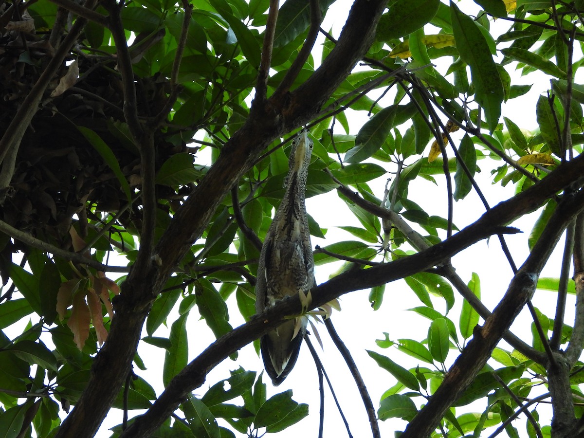 Чернохохлая кваква - ML621057088