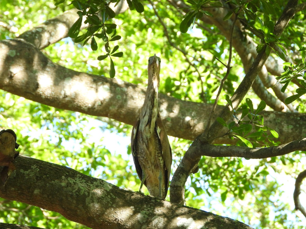 Чернохохлая кваква - ML621057089