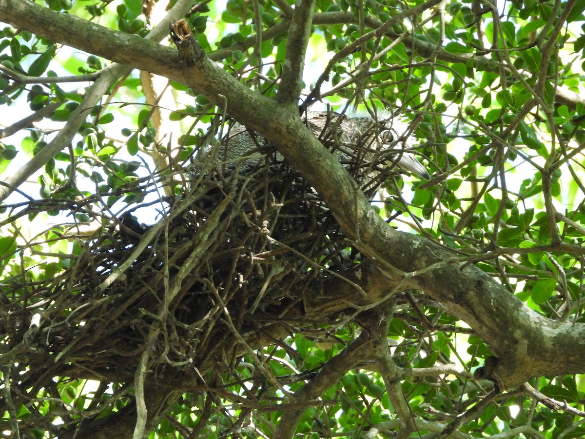 Чернохохлая кваква - ML621057090