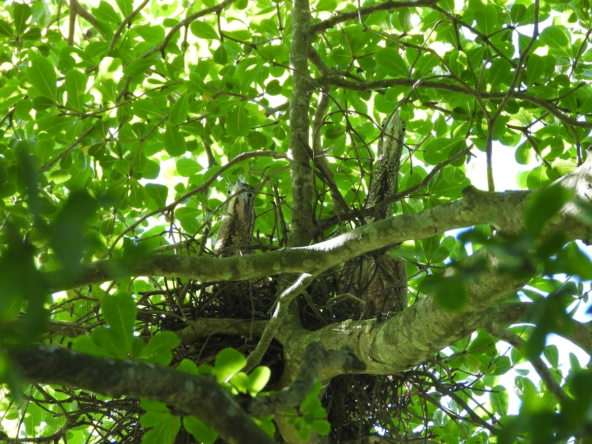 Чернохохлая кваква - ML621057091