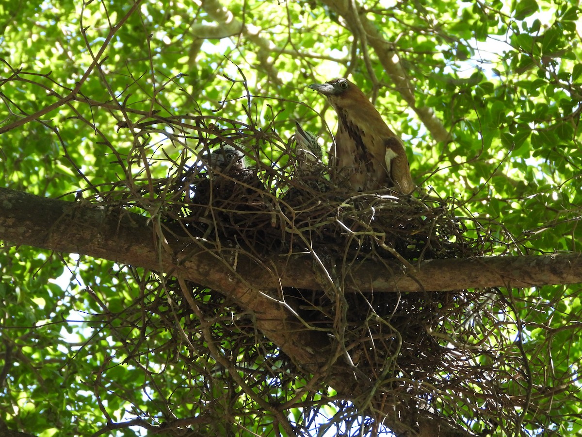 Чернохохлая кваква - ML621057092