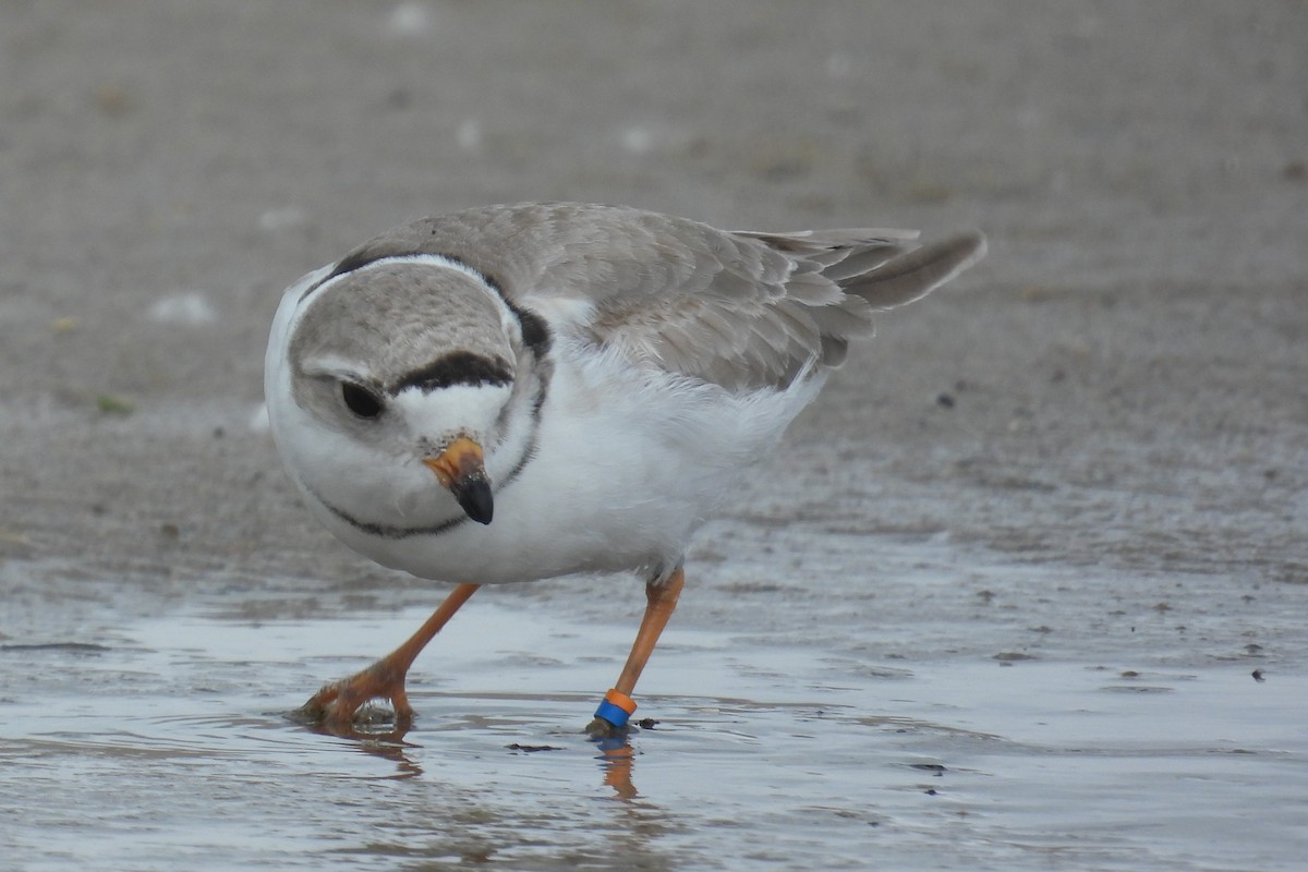 Piping Plover - ML621057095