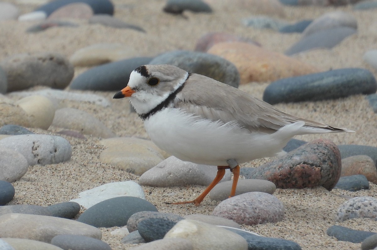 Piping Plover - ML621057096