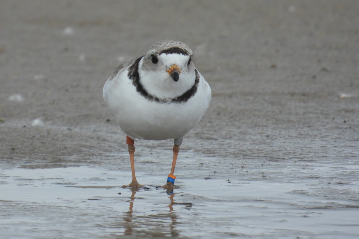Piping Plover - ML621057097
