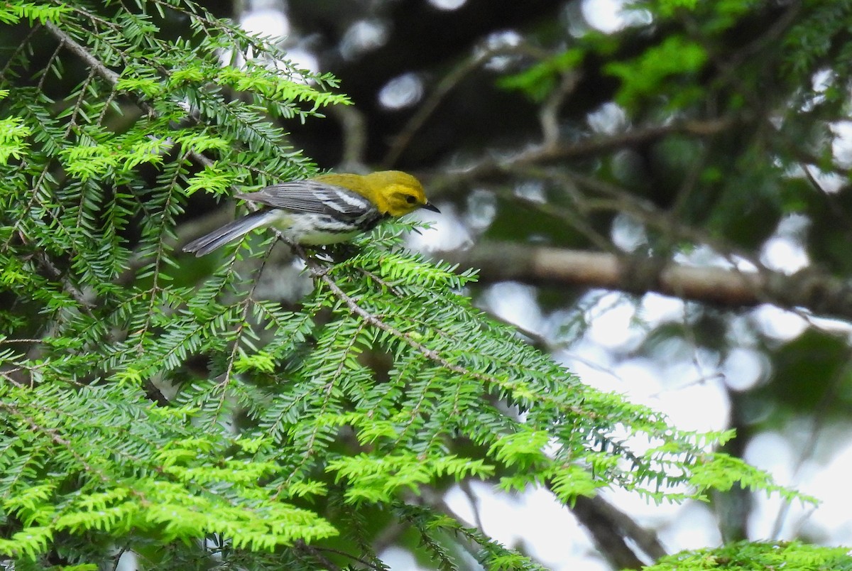 Black-throated Green Warbler - Corvus 𓄿