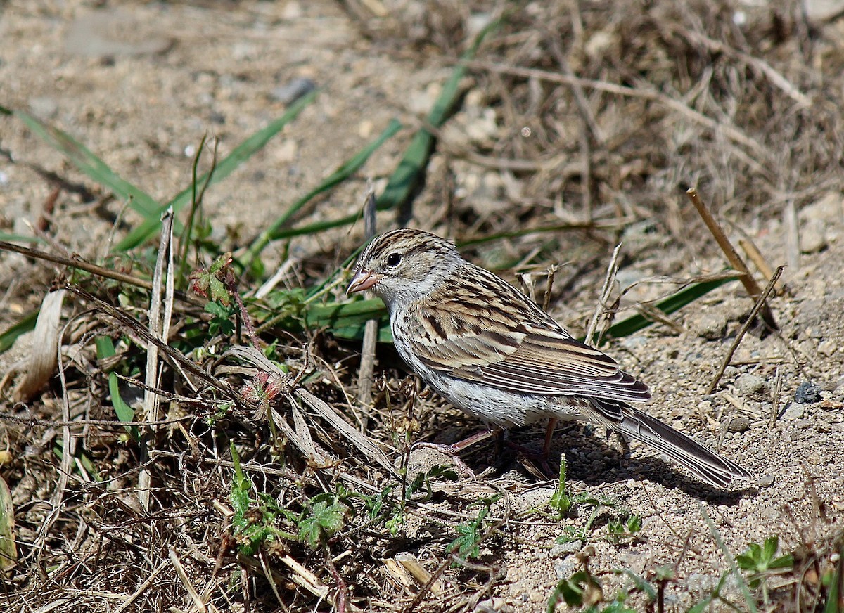 Chipping Sparrow - ML621057115