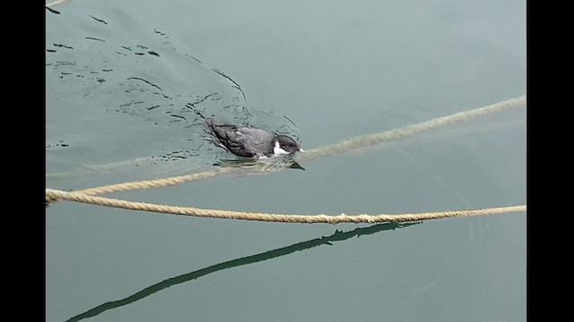 Guillemot à cou blanc - ML621057120