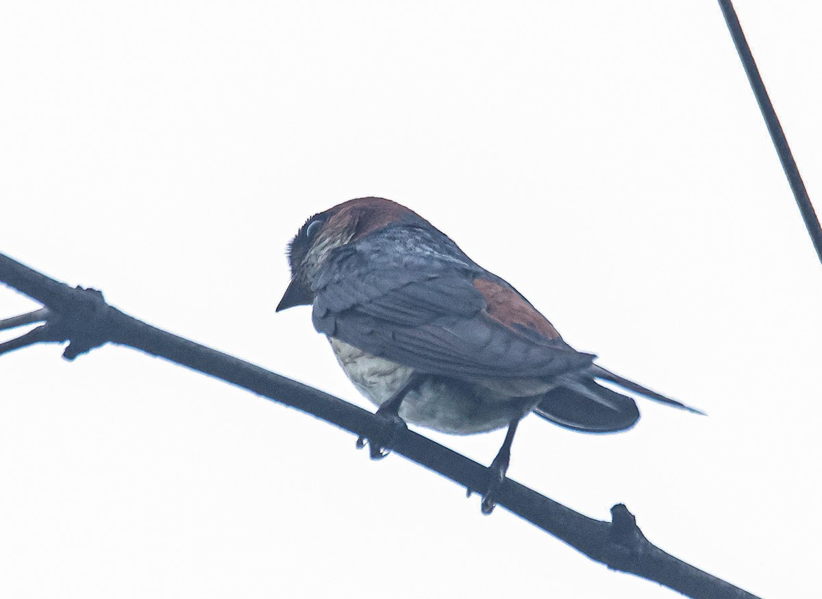 Red-rumped Swallow - ML621057122