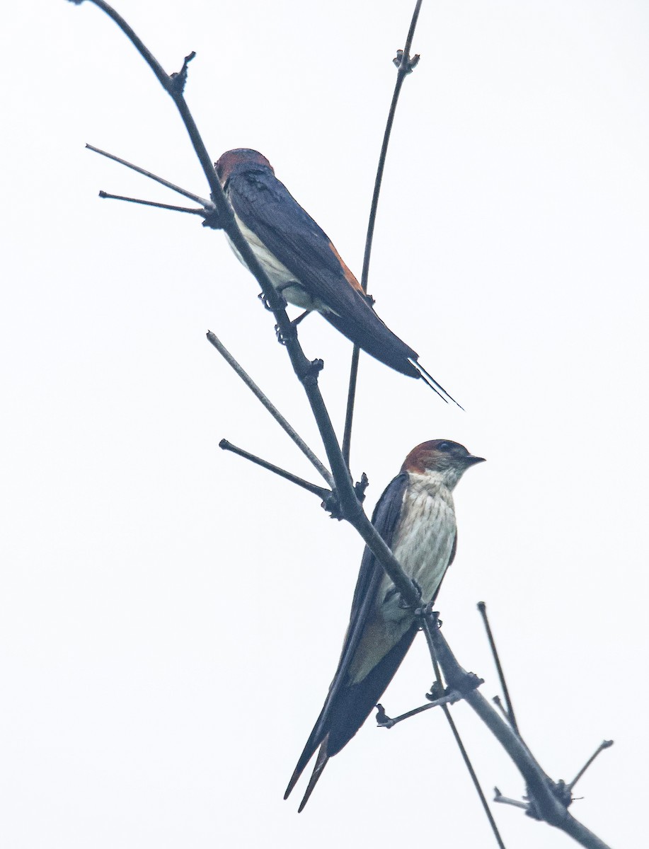 Red-rumped Swallow - ML621057123