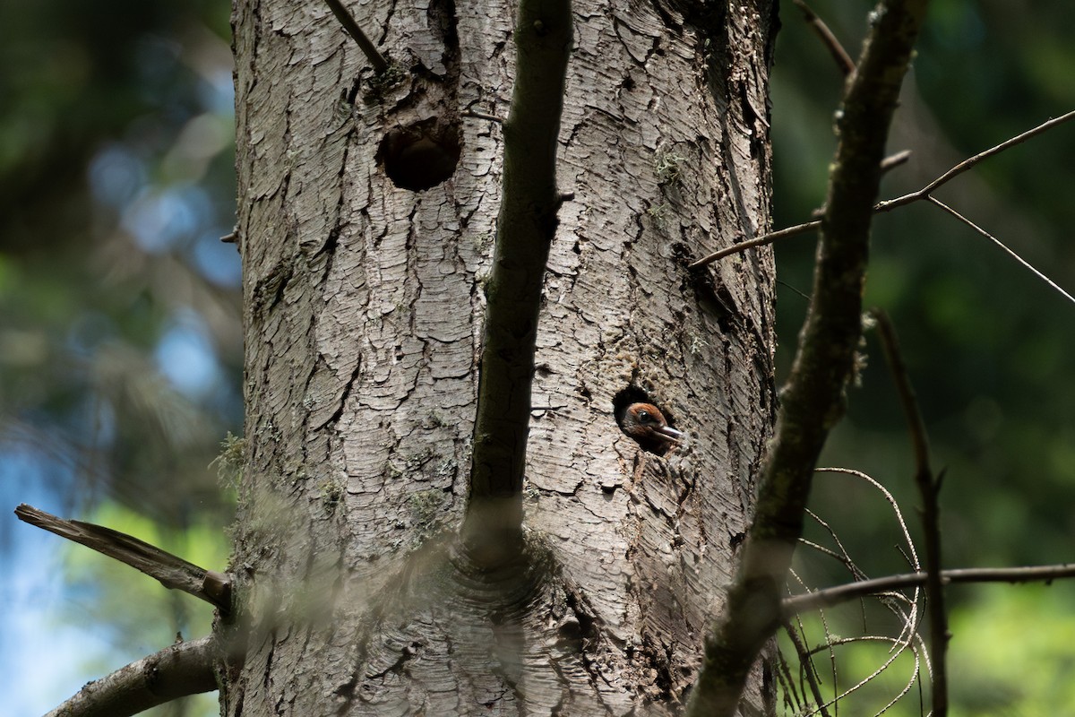 Red-breasted Sapsucker - ML621057137