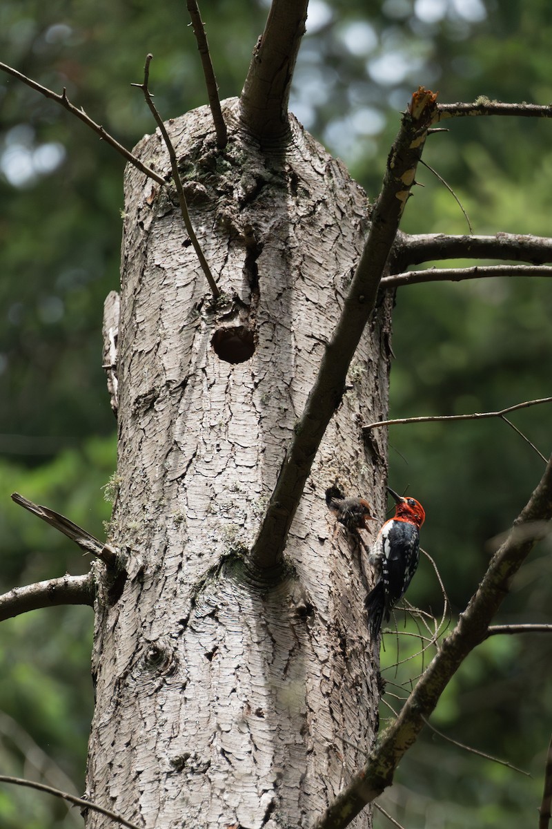 Red-breasted Sapsucker - ML621057138