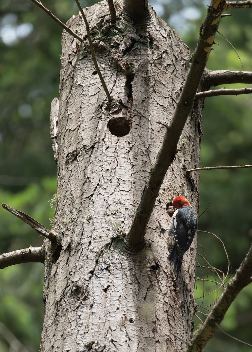Red-breasted Sapsucker - ML621057139