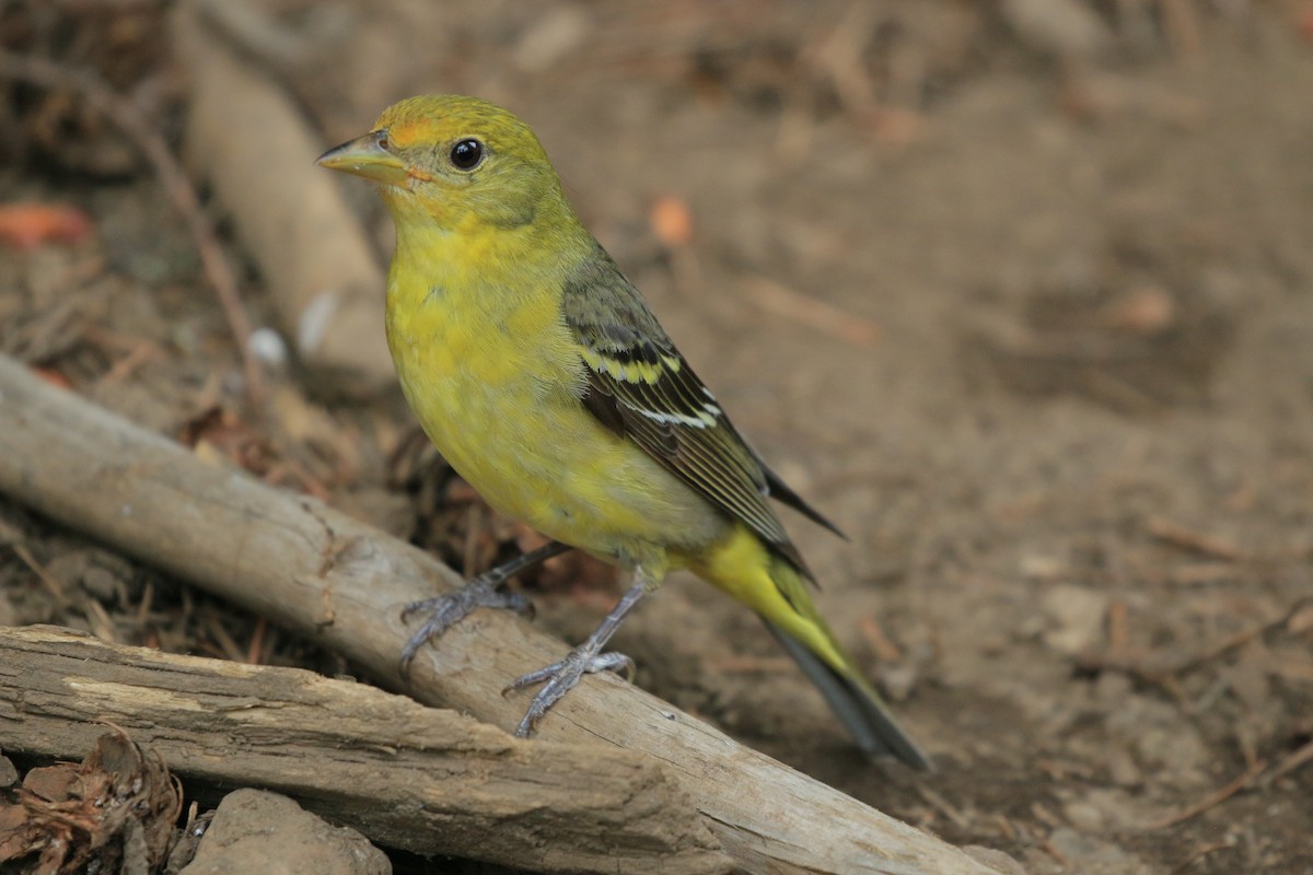 Western Tanager - ML621057141
