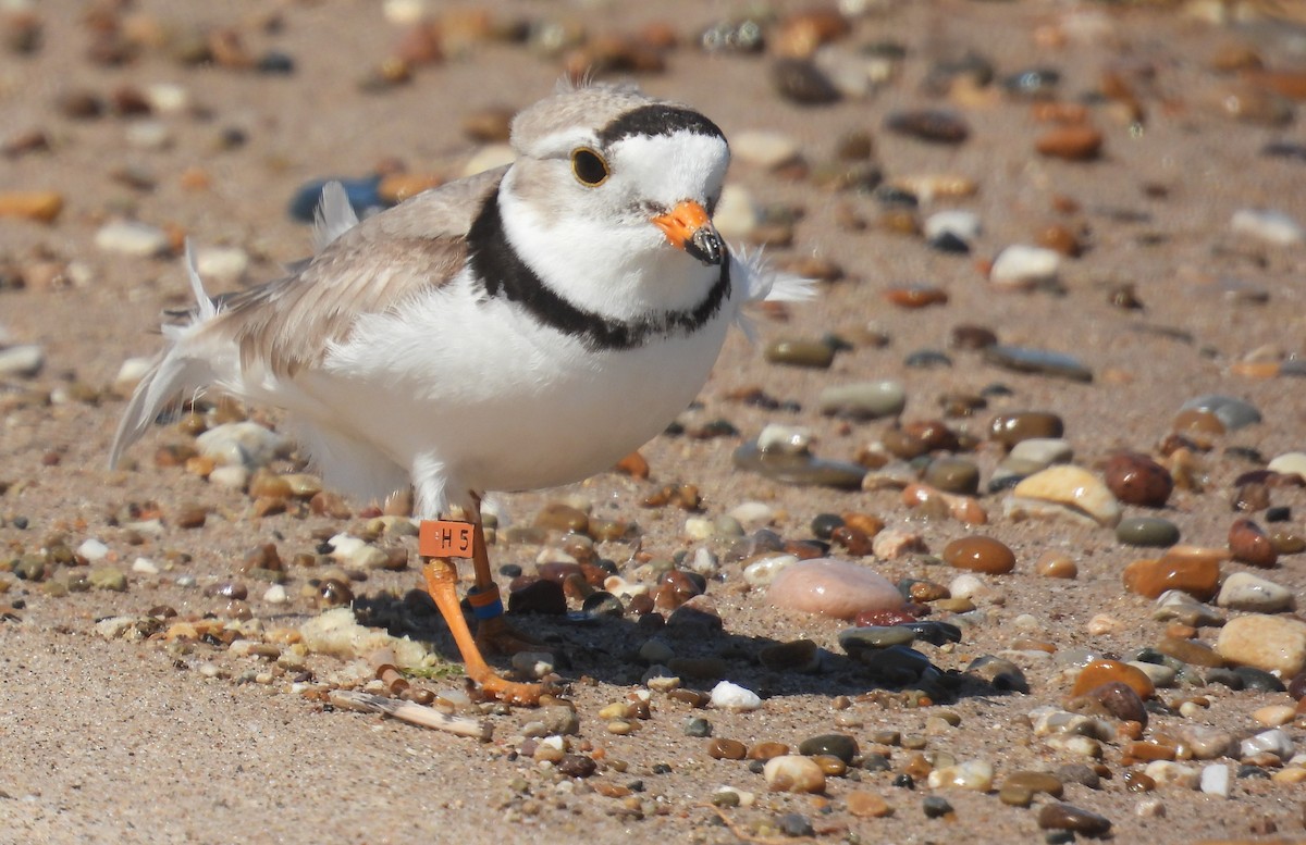 Piping Plover - ML621057145