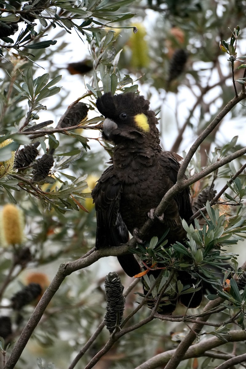 Yellow-tailed Black-Cockatoo - ML621057159