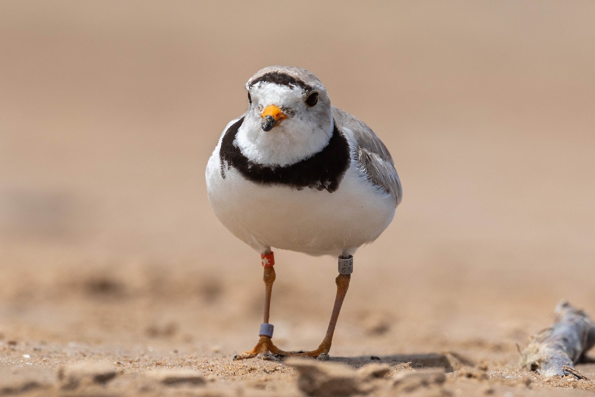 Piping Plover - ML621057168