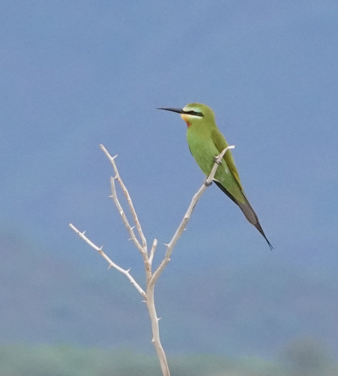 Blue-cheeked Bee-eater - ML621057170