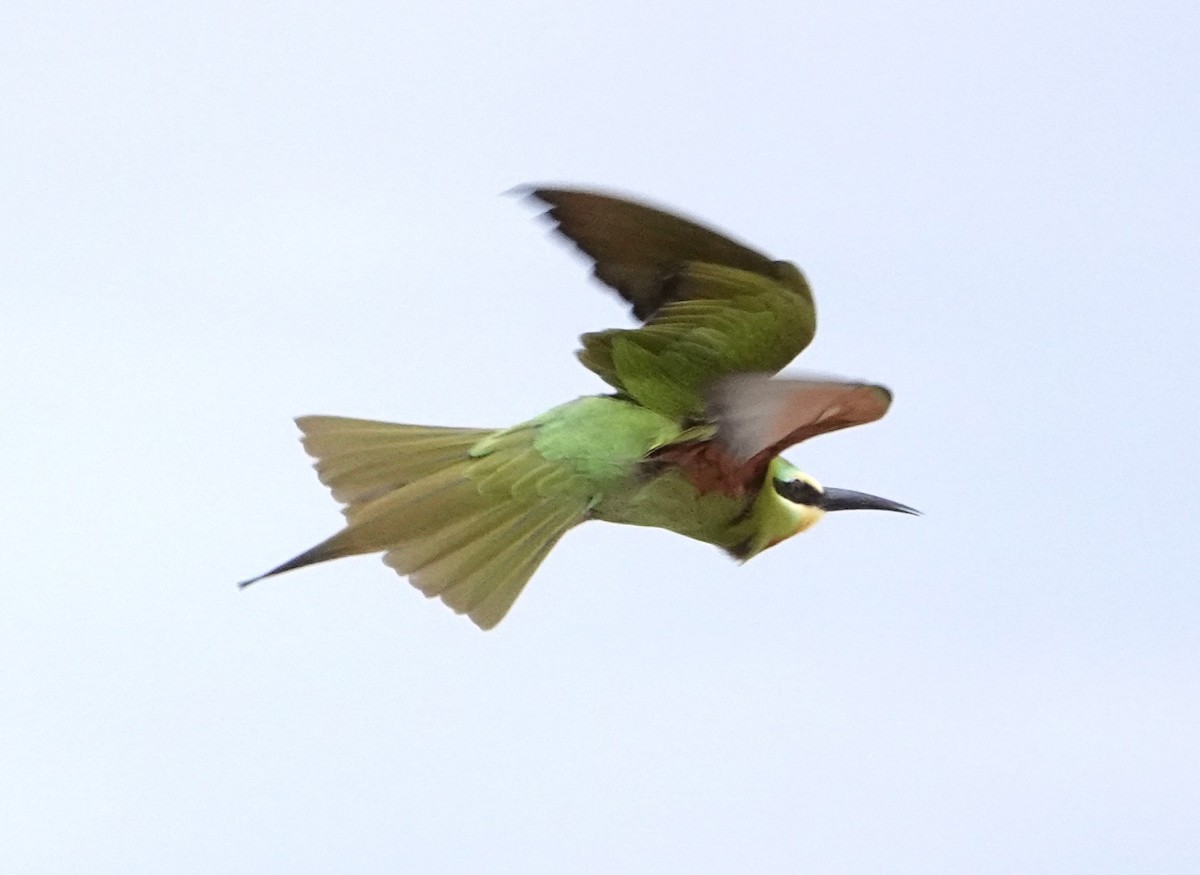 Blue-cheeked Bee-eater - ML621057172
