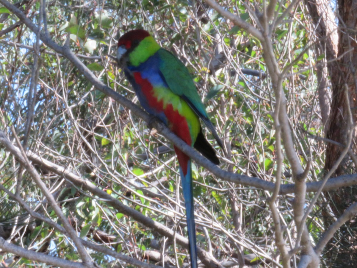 Red-capped Parrot - ML621057178