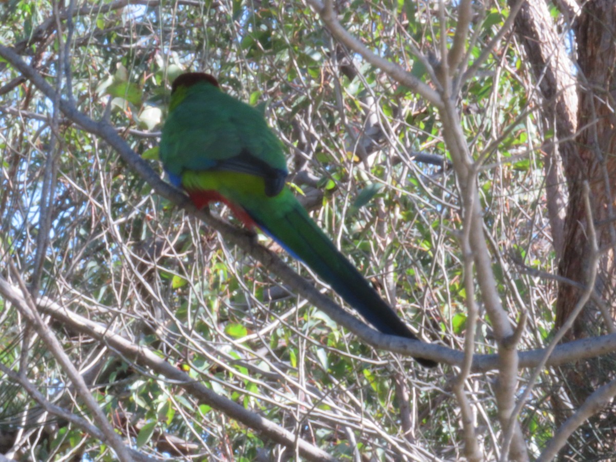 Red-capped Parrot - ML621057179