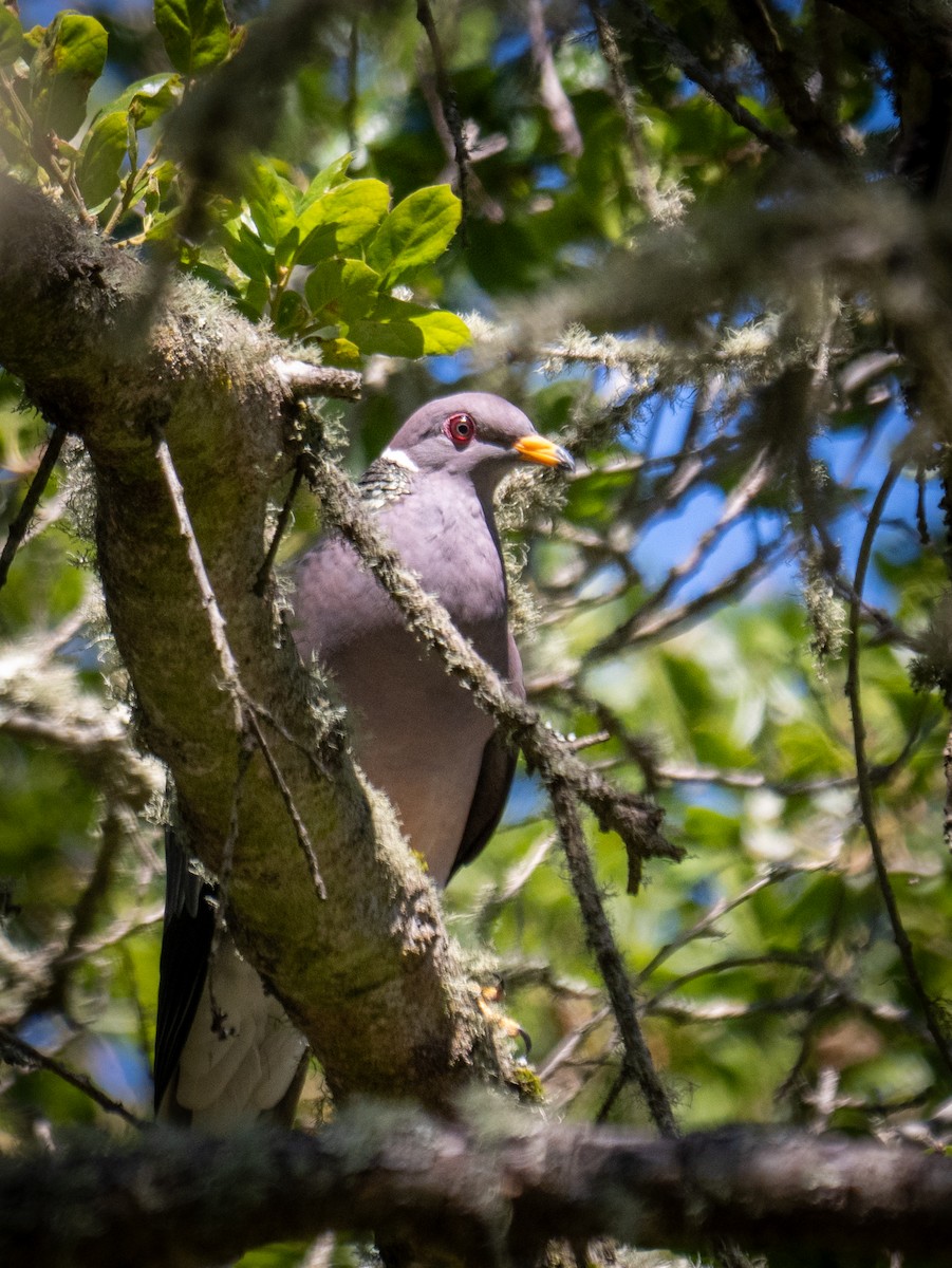 Band-tailed Pigeon - ML621057185