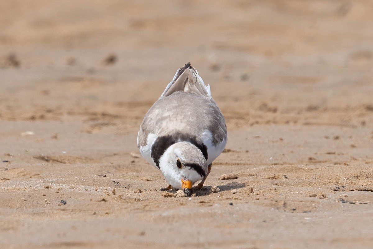 Piping Plover - ML621057189