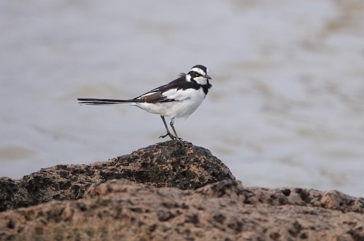 African Pied Wagtail - ML621057190