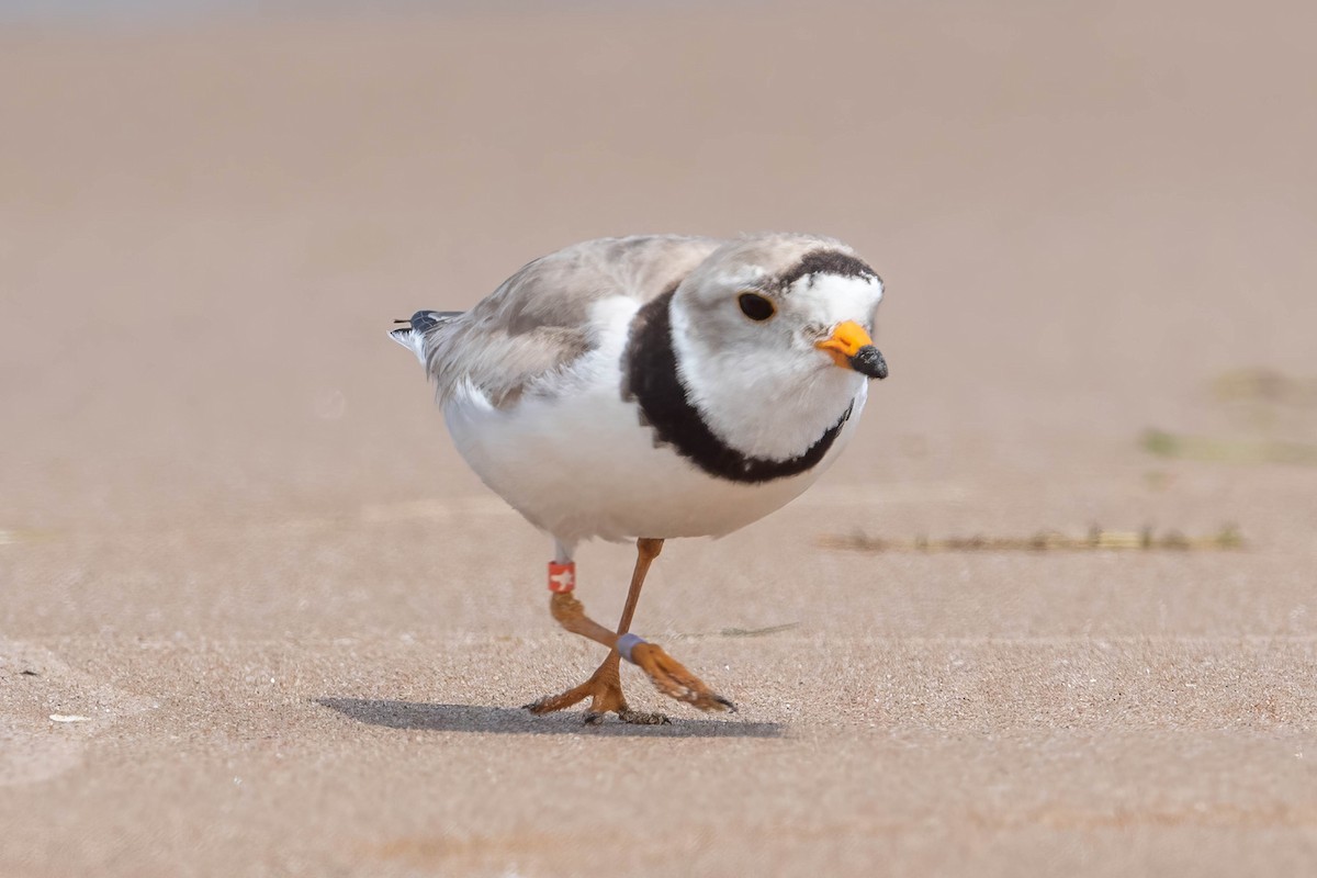 Piping Plover - ML621057193