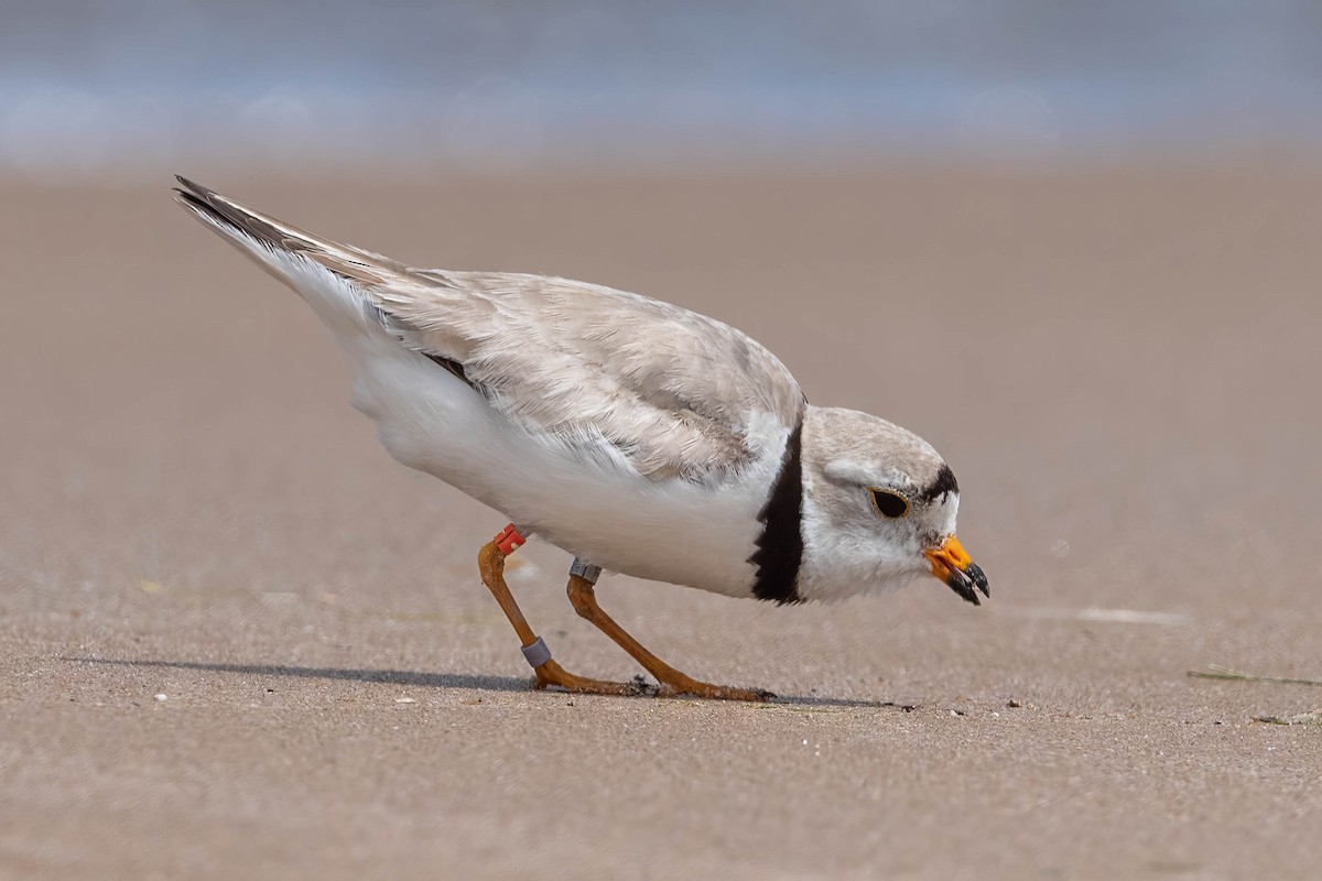 Piping Plover - ML621057195