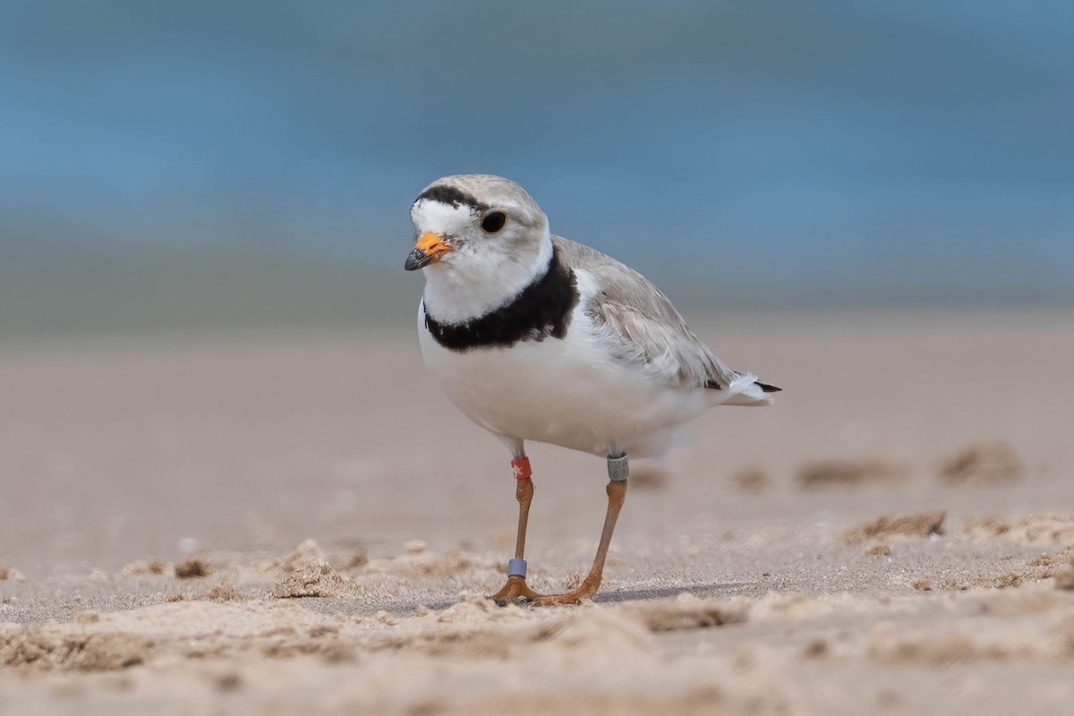 Piping Plover - ML621057204