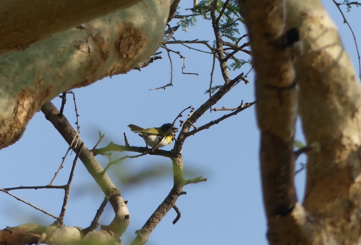 Yellow-breasted Apalis - ML621057212