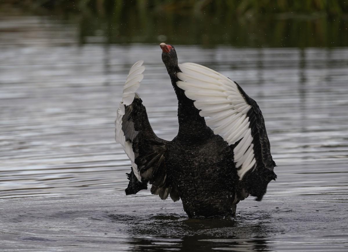 Black Swan - ML621057245