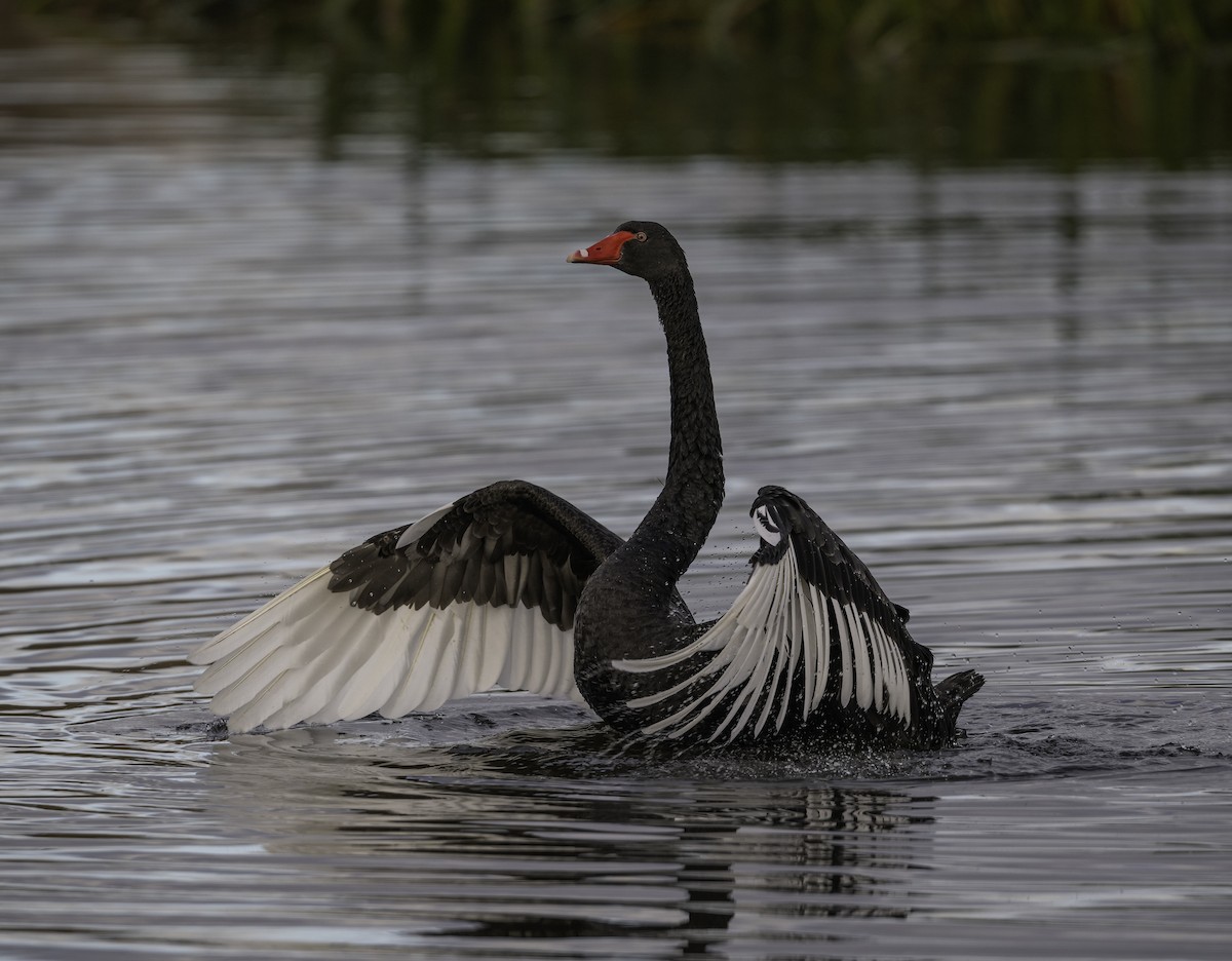 Black Swan - ML621057246
