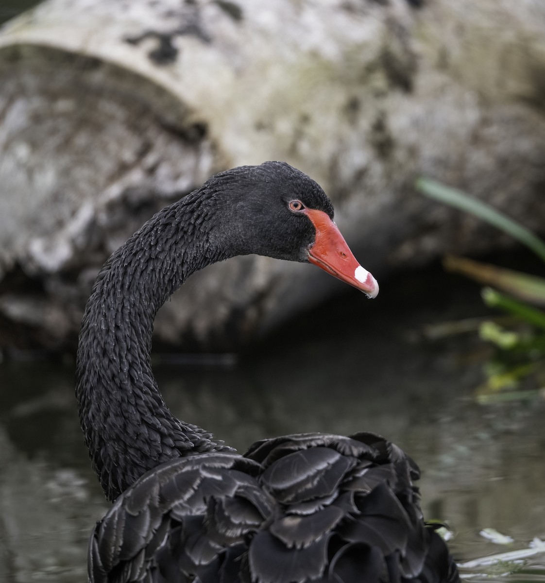 Black Swan - ML621057247