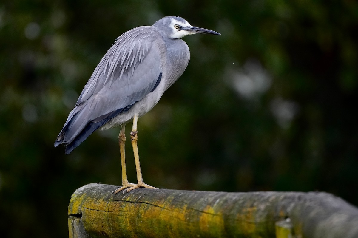 White-faced Heron - ML621057281