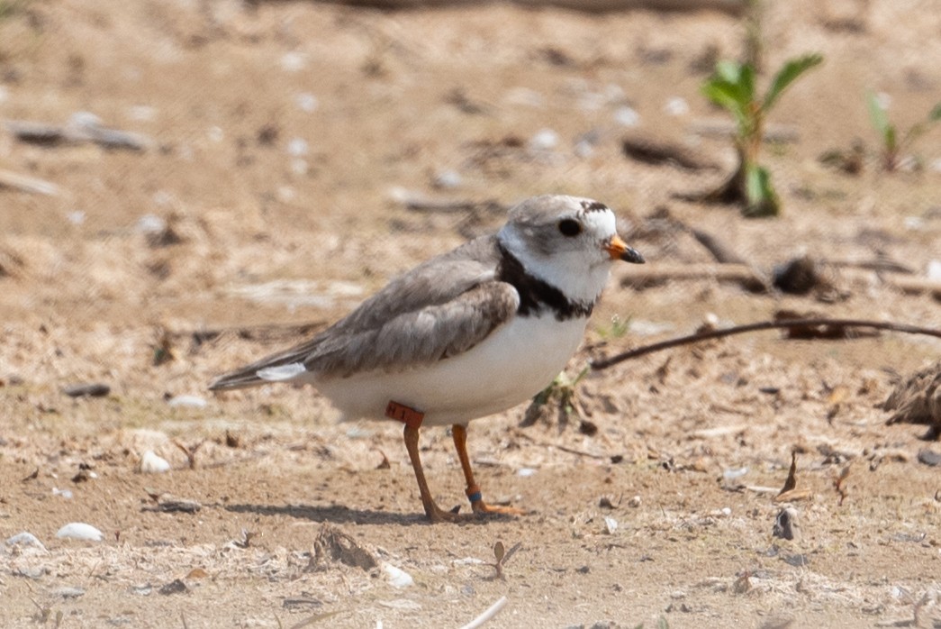 Piping Plover - ML621057301