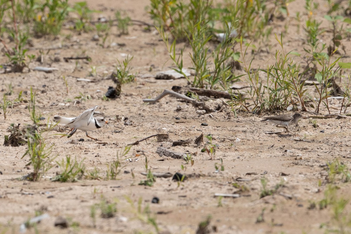 Piping Plover - ML621057310