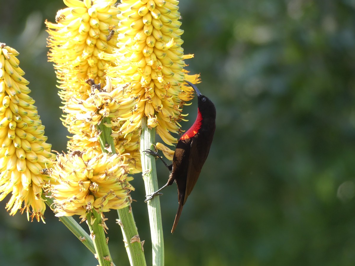 Scarlet-chested Sunbird - ML621057314