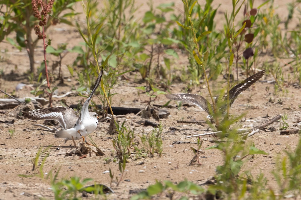 Piping Plover - ML621057333