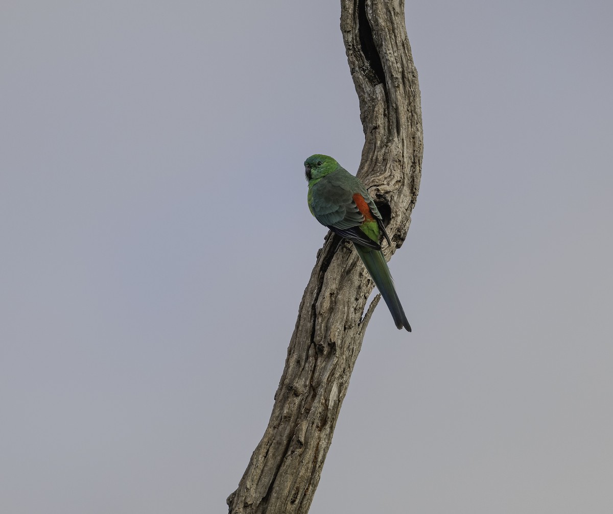 Red-rumped Parrot - ML621057337
