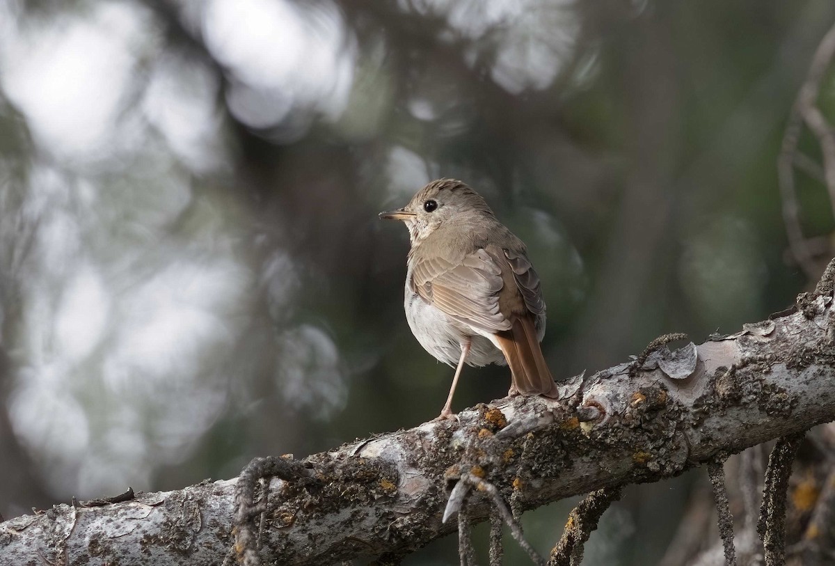 Hermit Thrush - ML621057362
