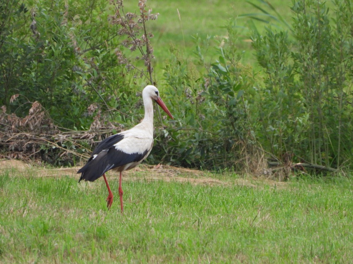 White Stork - ML621057363