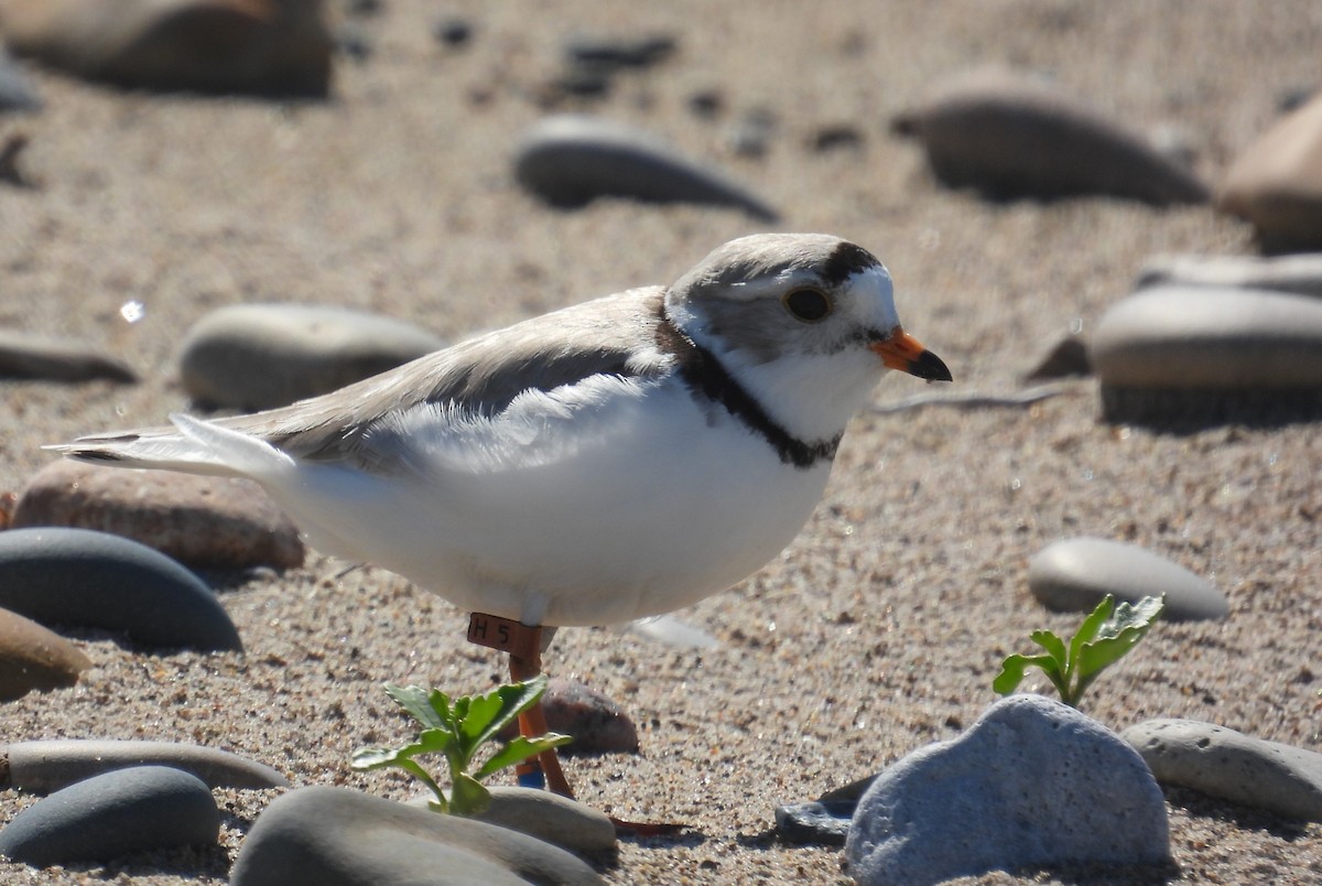 Piping Plover - ML621057364