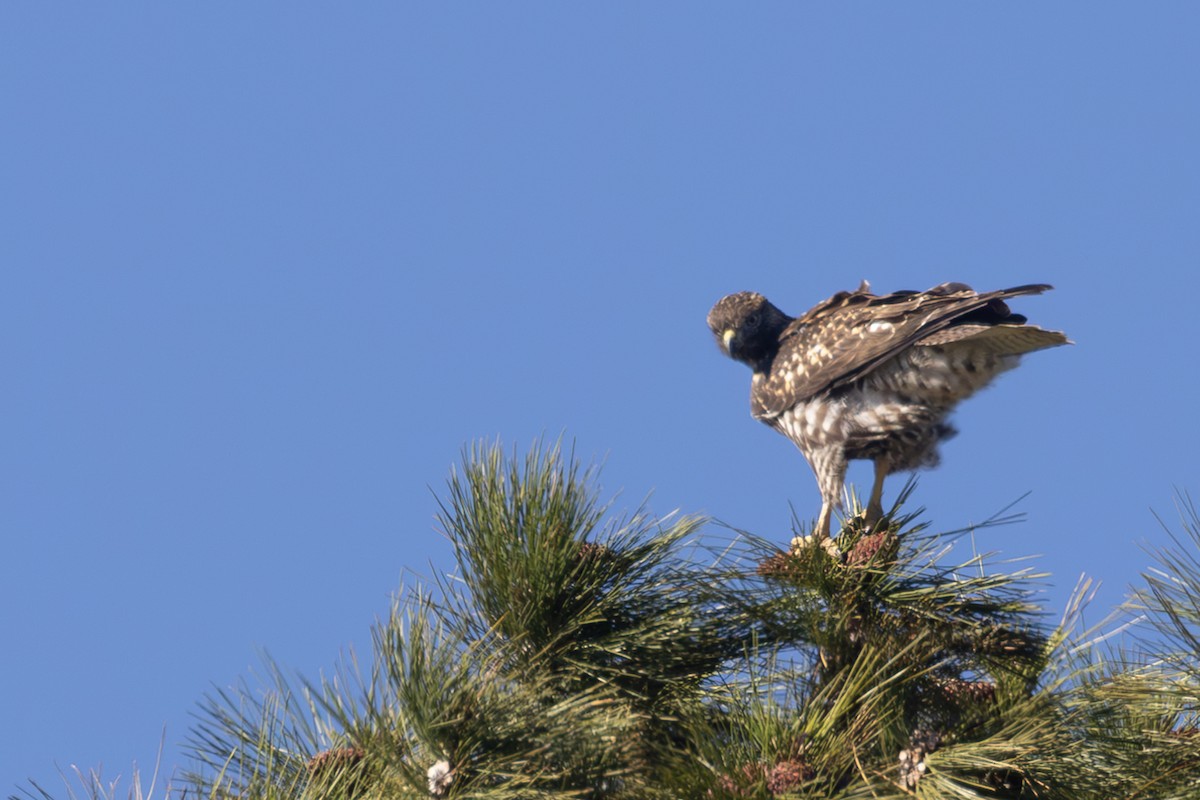Red-tailed Hawk - ML621057396
